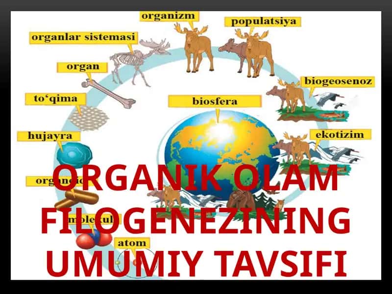 Organik olam filogenezining umumiy tavsifi 1