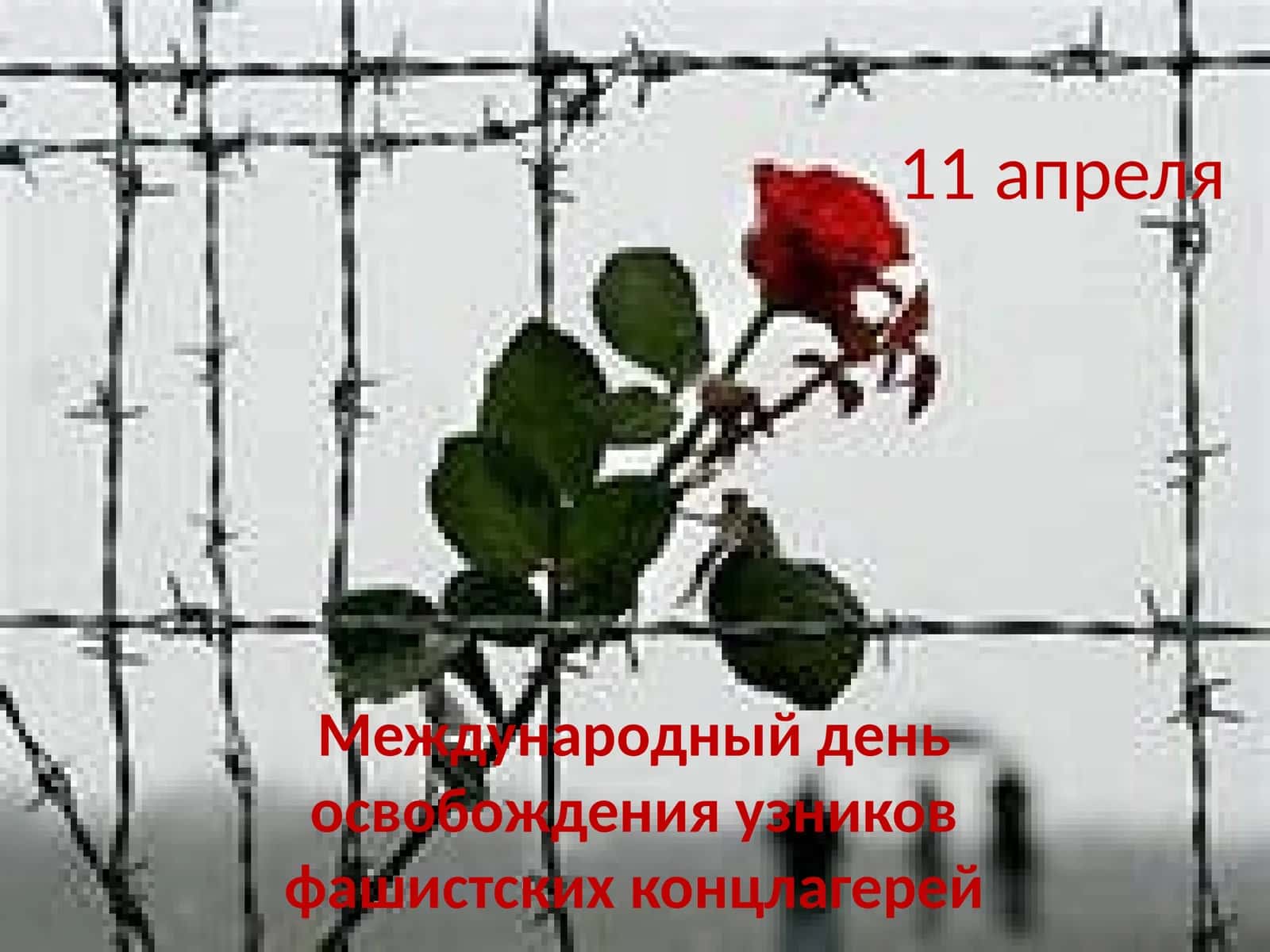 Международный день освобождения узников фашистских концлагерей 1