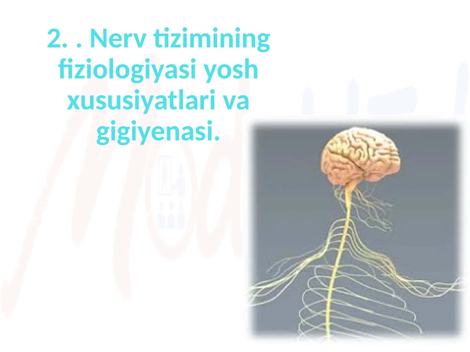 Nerv tizimining fiziologiyasi yosh xususiyatlari va gigiyenasi 1