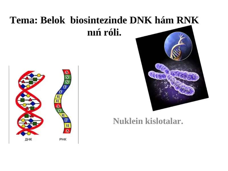 Belok biosintezinde DNK hám RNK nıńróli 1