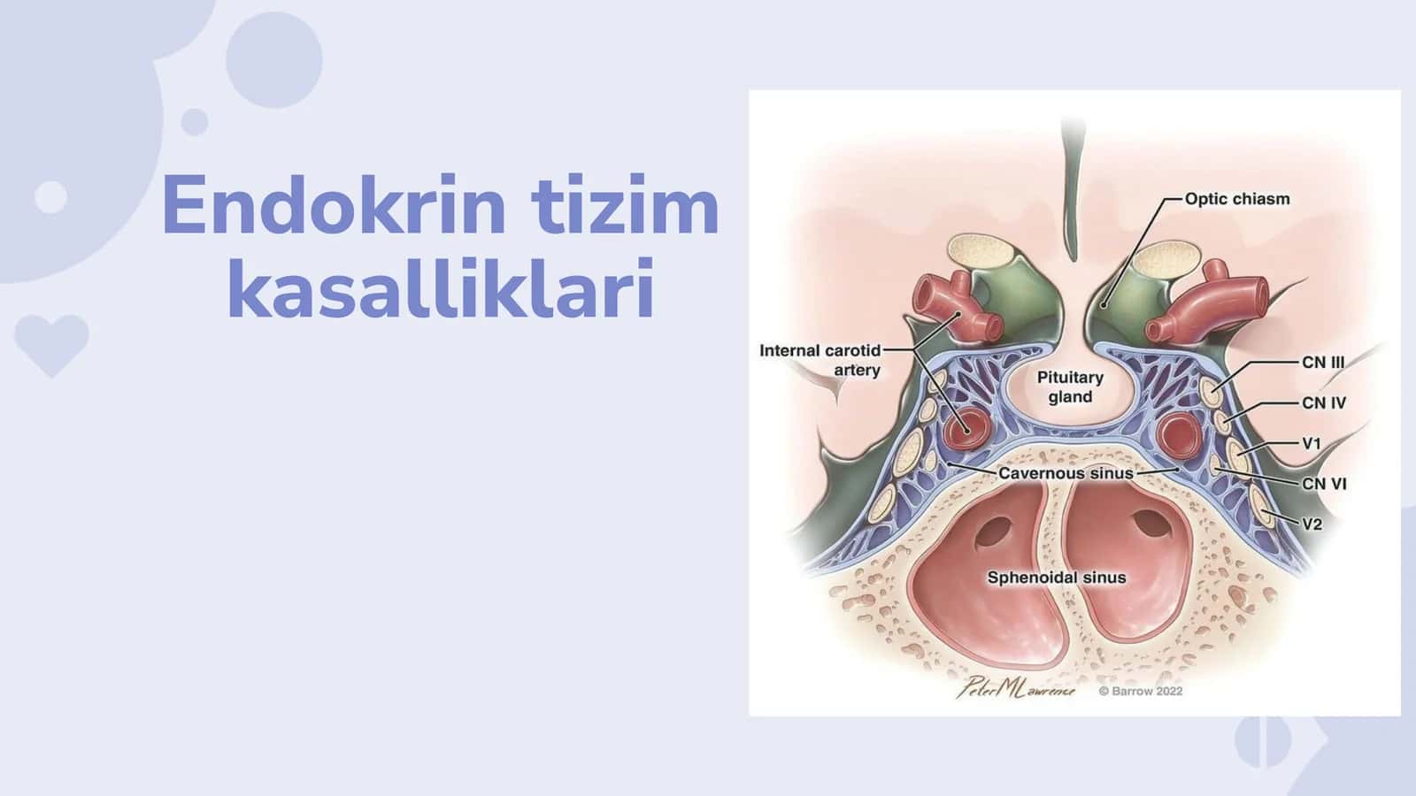 Endokrin sistemasi kasalliklari 1