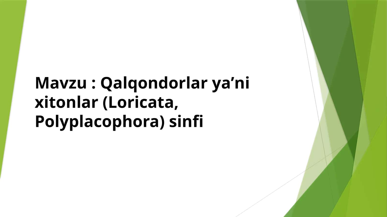 Qalqondorlar yaʼni xitonlar (Loricata, Polyplacophora) sinfi 1