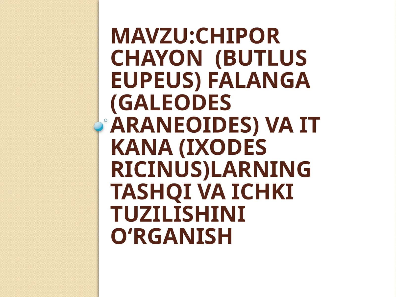 Chiporchayon (butlus eupeus), Falanga (Galeodes araneoides) va It kana (ixodes ricinus) tashqiva ichki tuzilishini o‘rganish 1