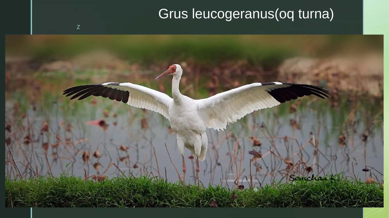 Sibir krani (Leucogeranus leucogeranus) 1