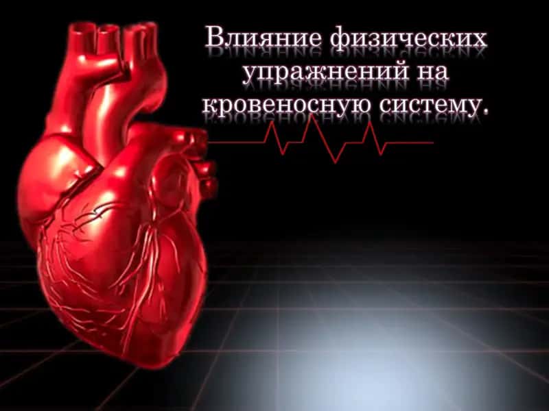Влияние физических упражнений на кровеносную систему. 1