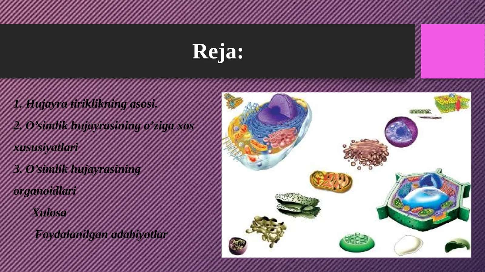 5-sinf Botanika fanidan dars ishlanma. Hujayra - tiriklikning asosi 1