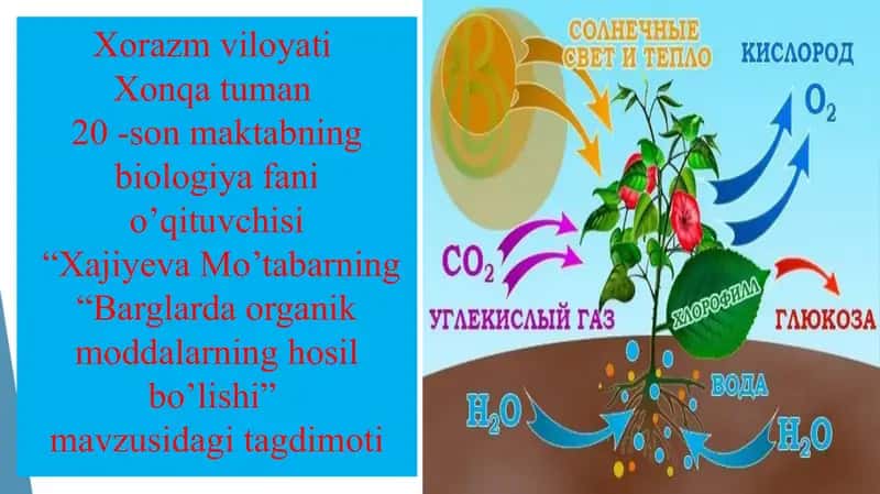 Xajiyeva Mo’tabarning "Barglarda organik moddalarning hosil bo’lishi" mavzusidagi tagdimoti 1