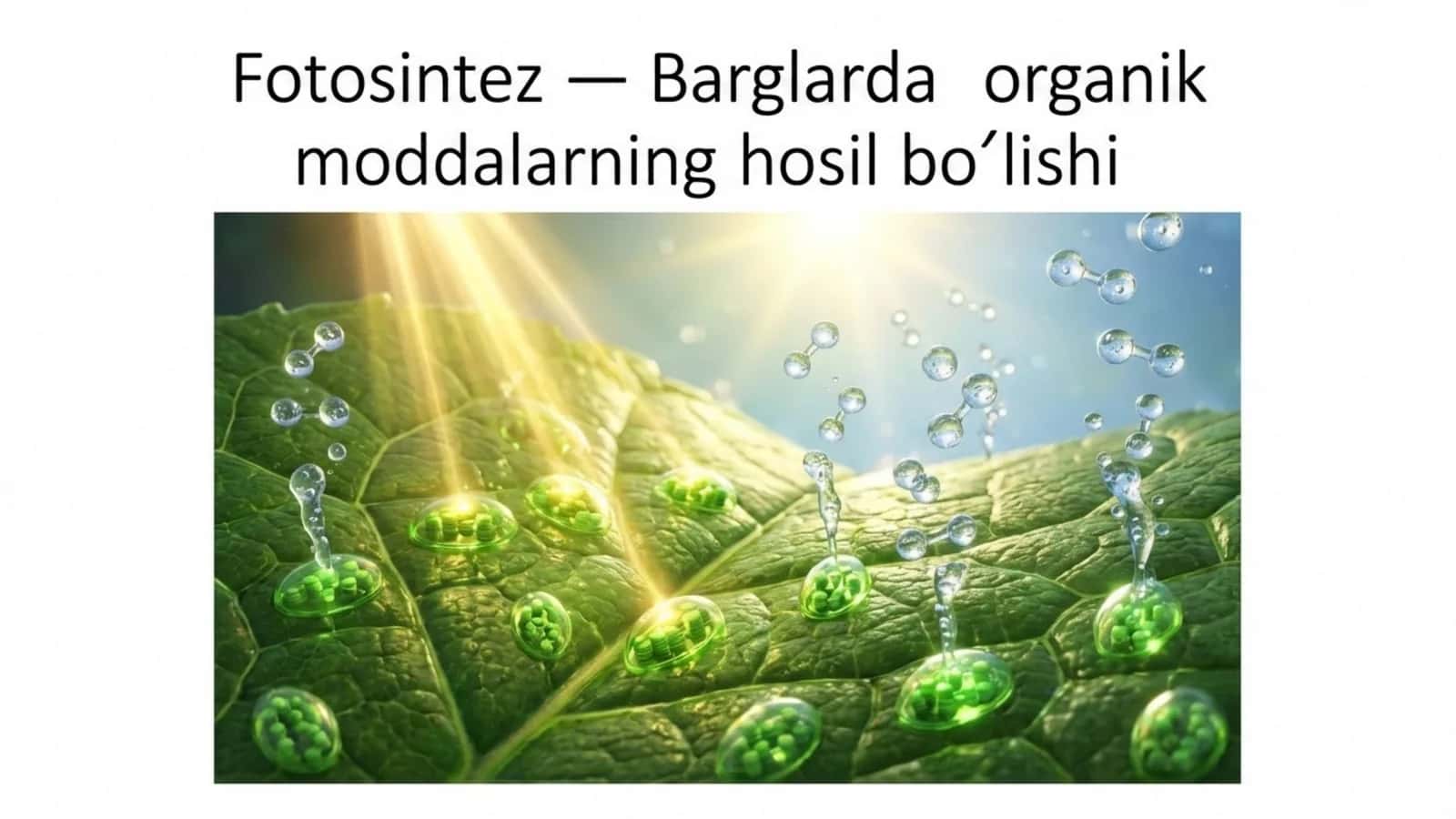 Fotosintez - barglarda organik moddalarning hosil bo'lishi 1