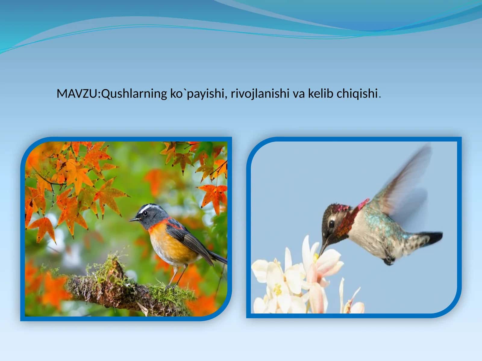 Qushlarning ko`payishi, rivojlanishi va kelibchiqishi 1