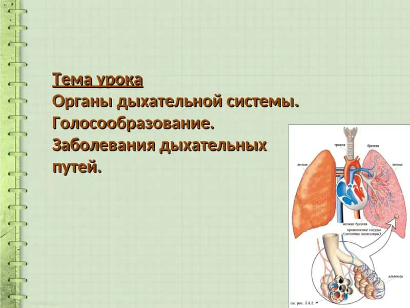 Органы дыхательной системы 1