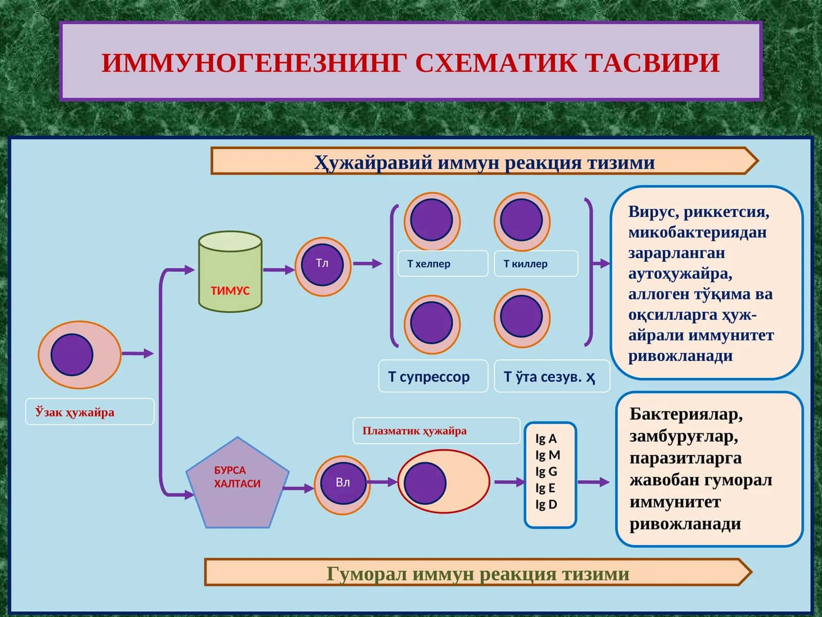 ИММУНОГЕНЕЗНИНГ СХЕМАТИК ТАСВИРИ 1