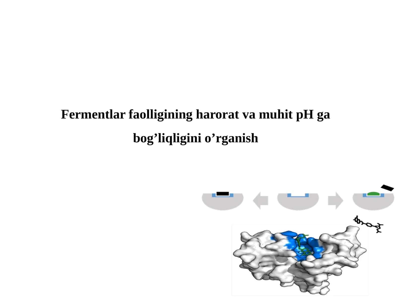Fermentlar faolligining harorat va muhit pH ga bog'liqligini o'rganish 1