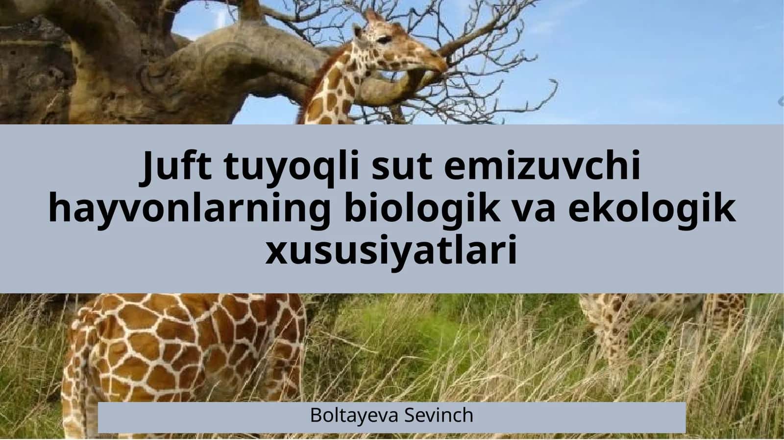 Juft tuyoqli sutemizuvchilar hayvonlarining biologik va ekologik xususiyatlari 1