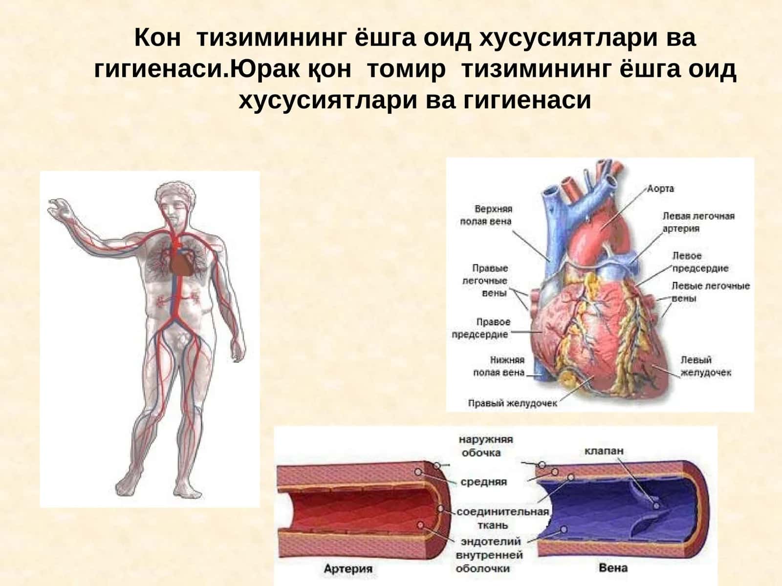 Кон тизимининг ёшга оид хусусиятлари ва гигиенаси 1