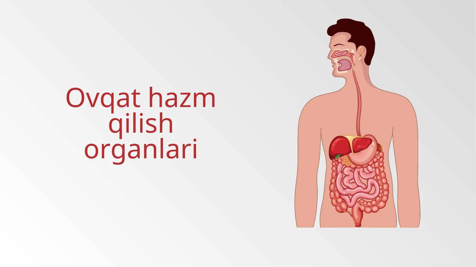 Ovqathazmqilishorganlari 1
