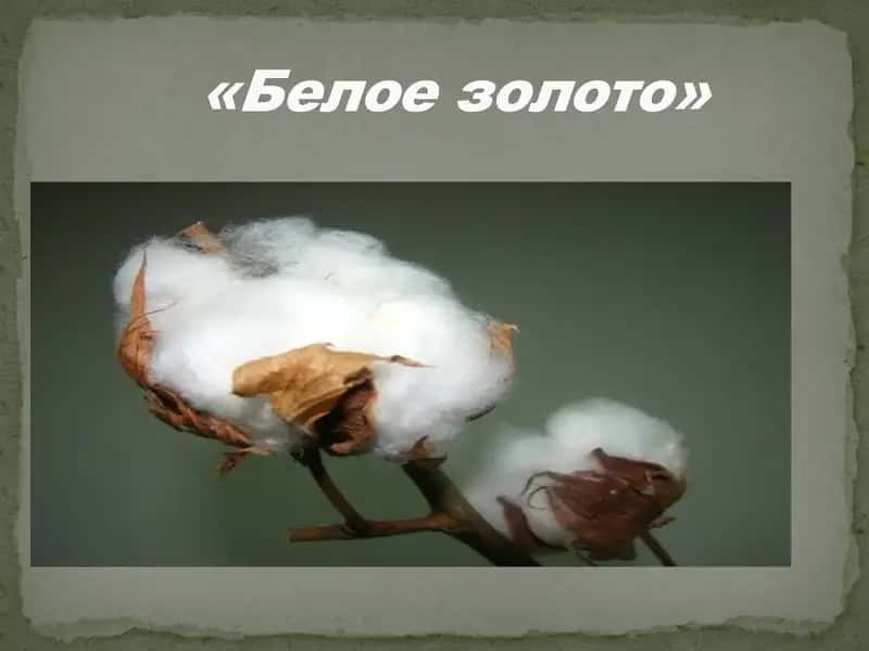 "Белое золото" 1
