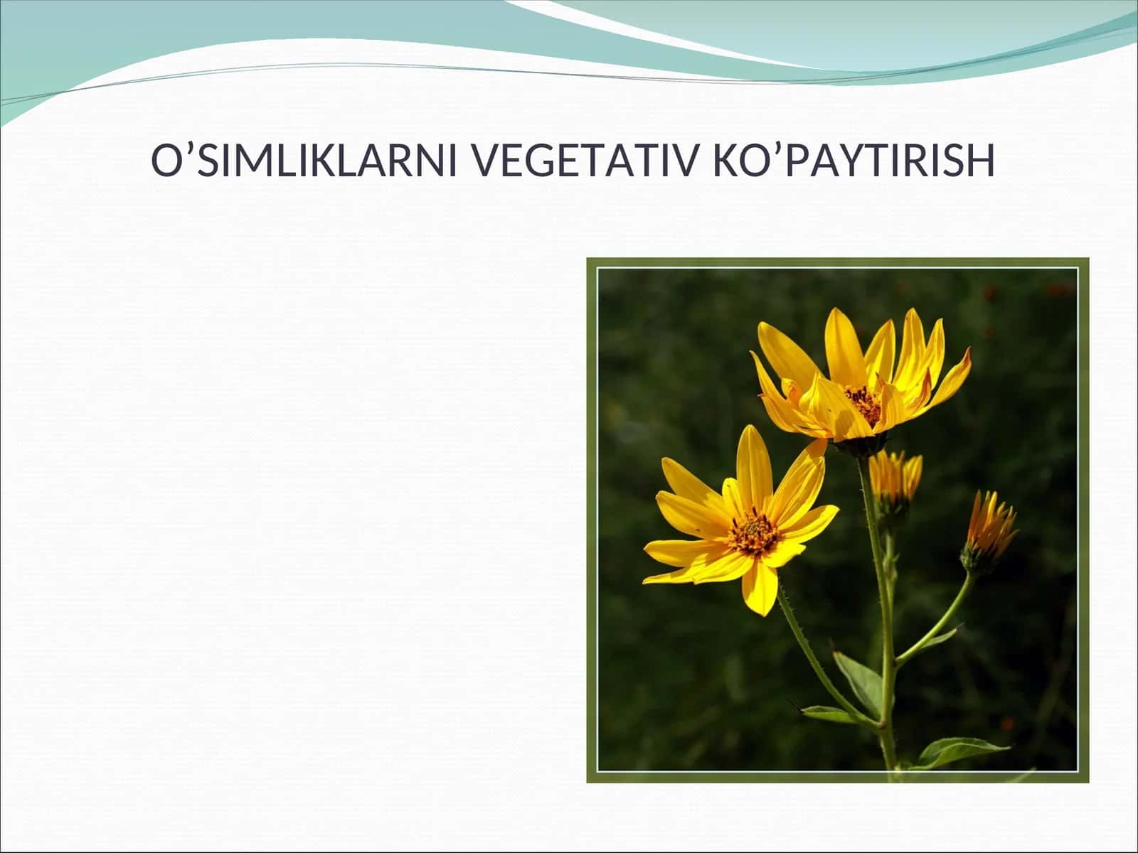 O’SIMLIKLARNI VEGETATIV KO’PAYTIRISH 1
