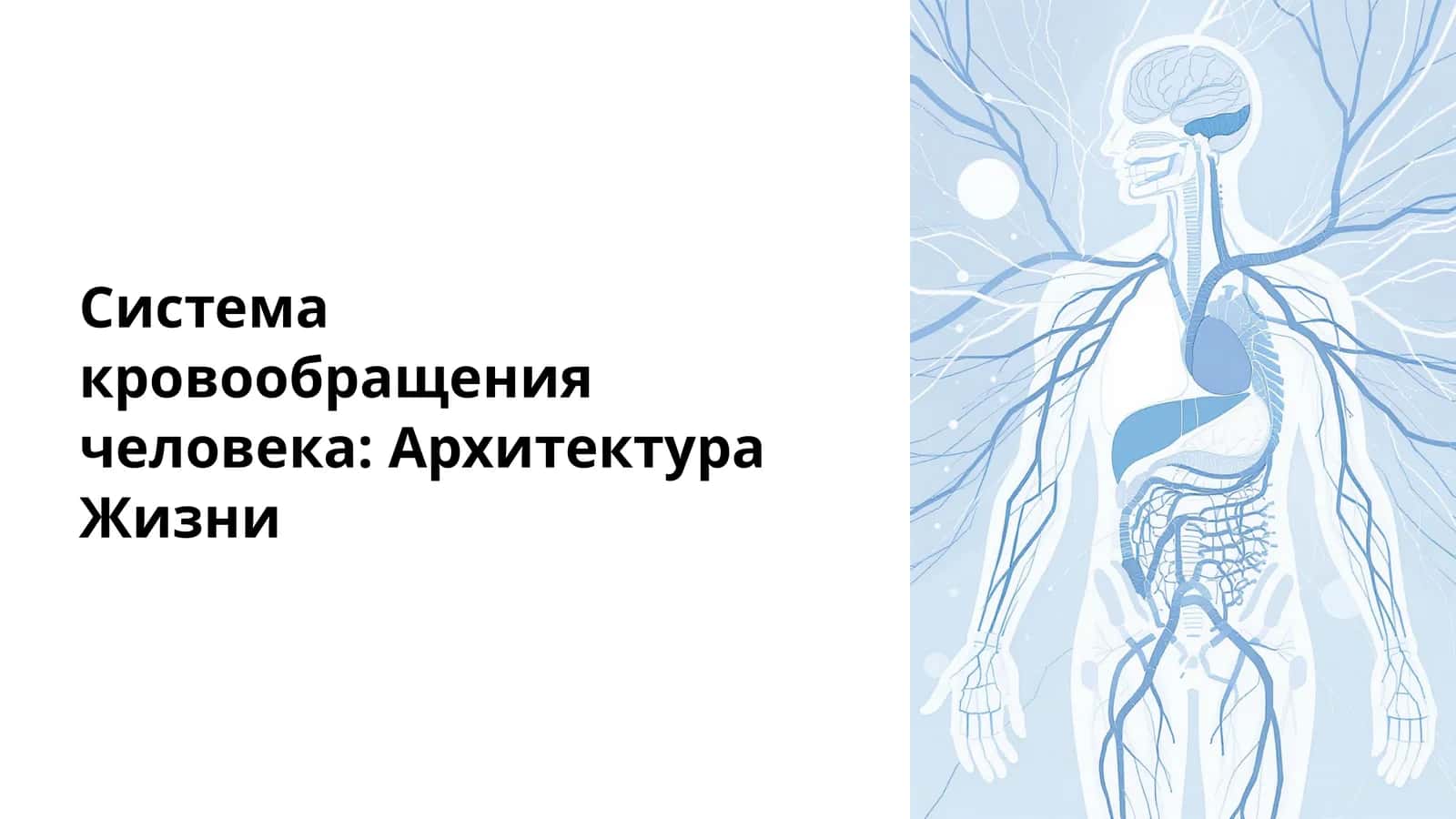 Система кровообращения человека: Архитектура Жизни 1
