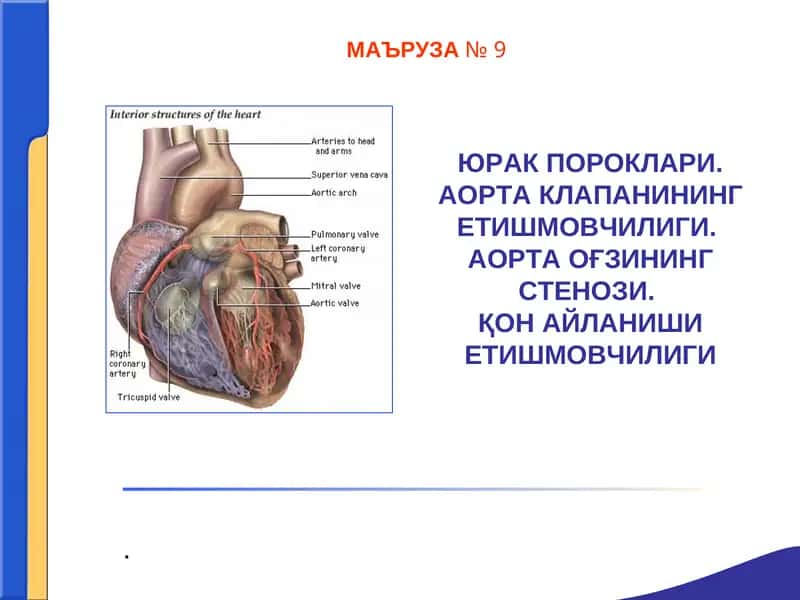 YURAK POROKLARI 1