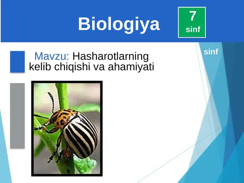 Hasharotlarning kelib chiqishi va ahamiyati 1