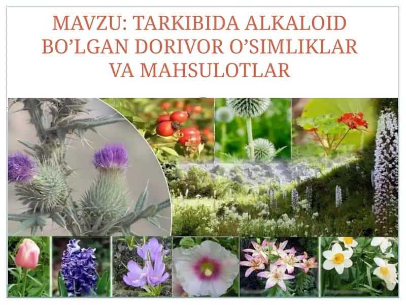 ALKALOIDLAR HAQIDA QISQACHA 1