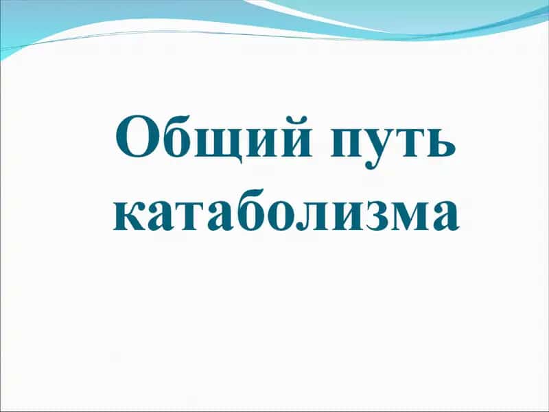 Митохондрия 1