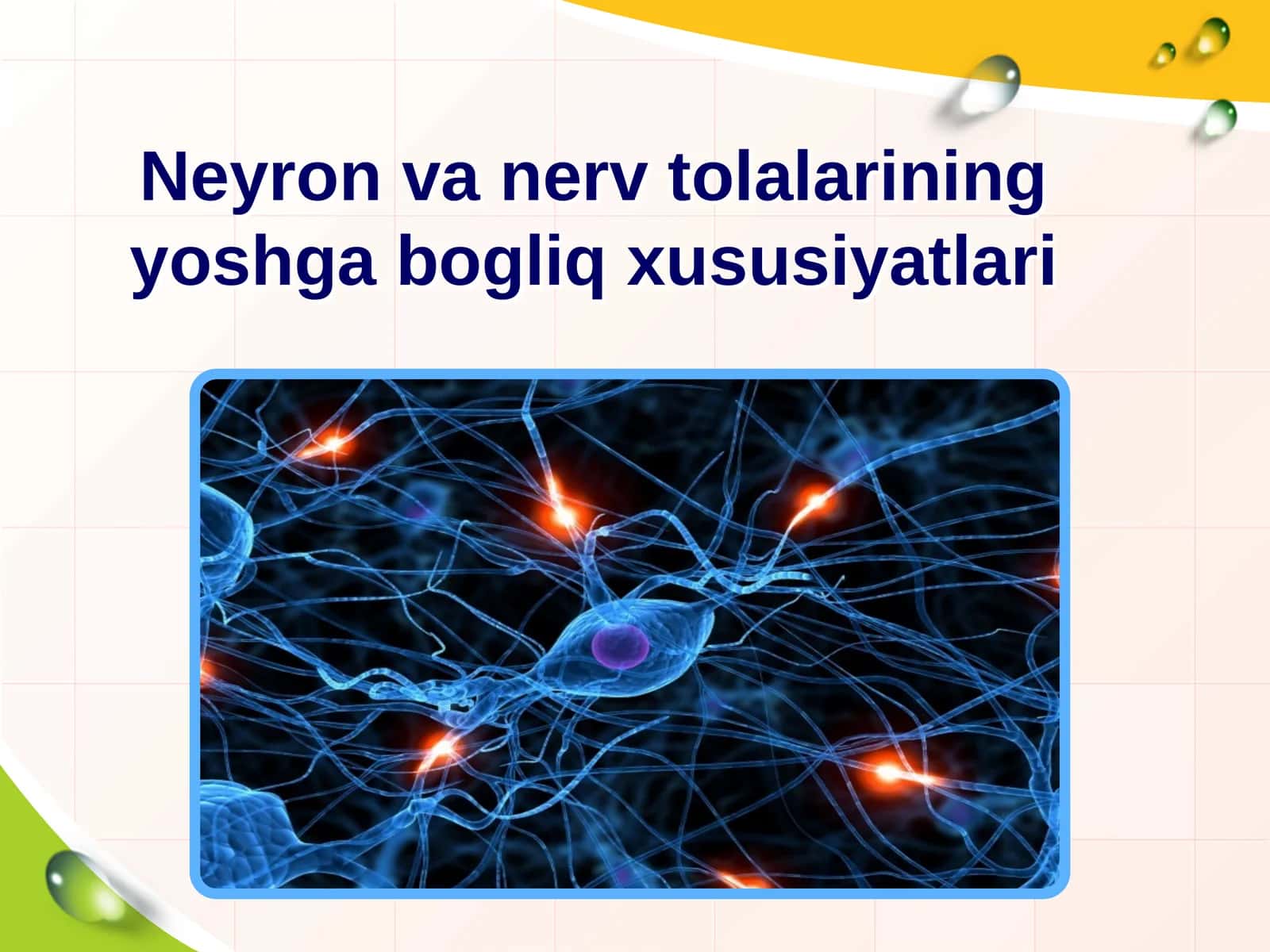 Neyron va nerv tolalarining yoshga bogliq xususiyatlari 1
