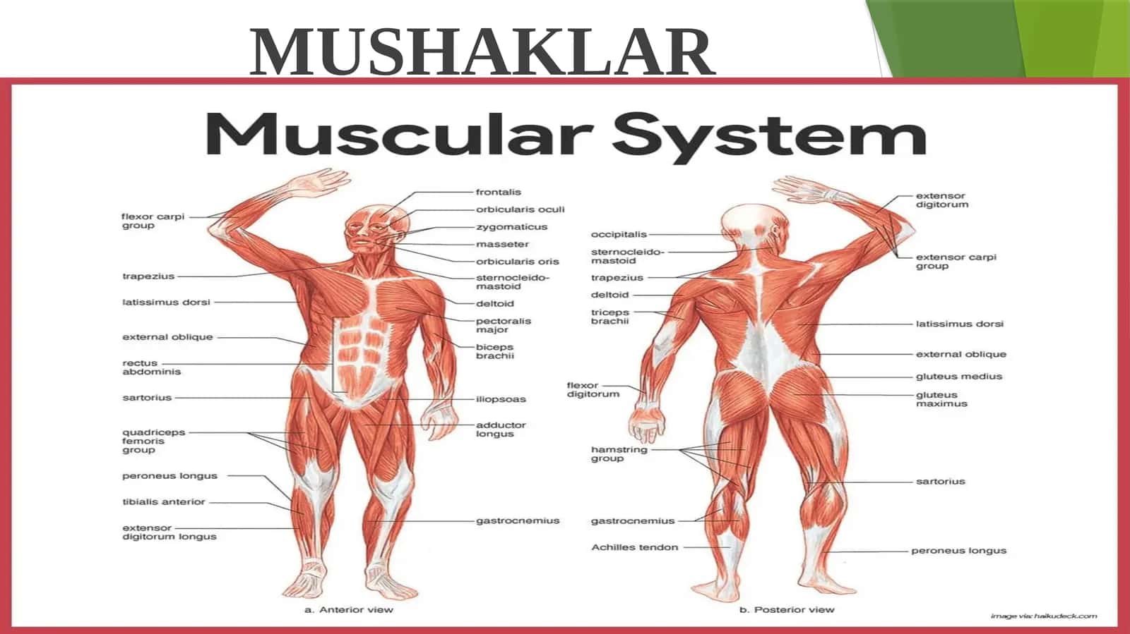 MUSHAKLAR 1