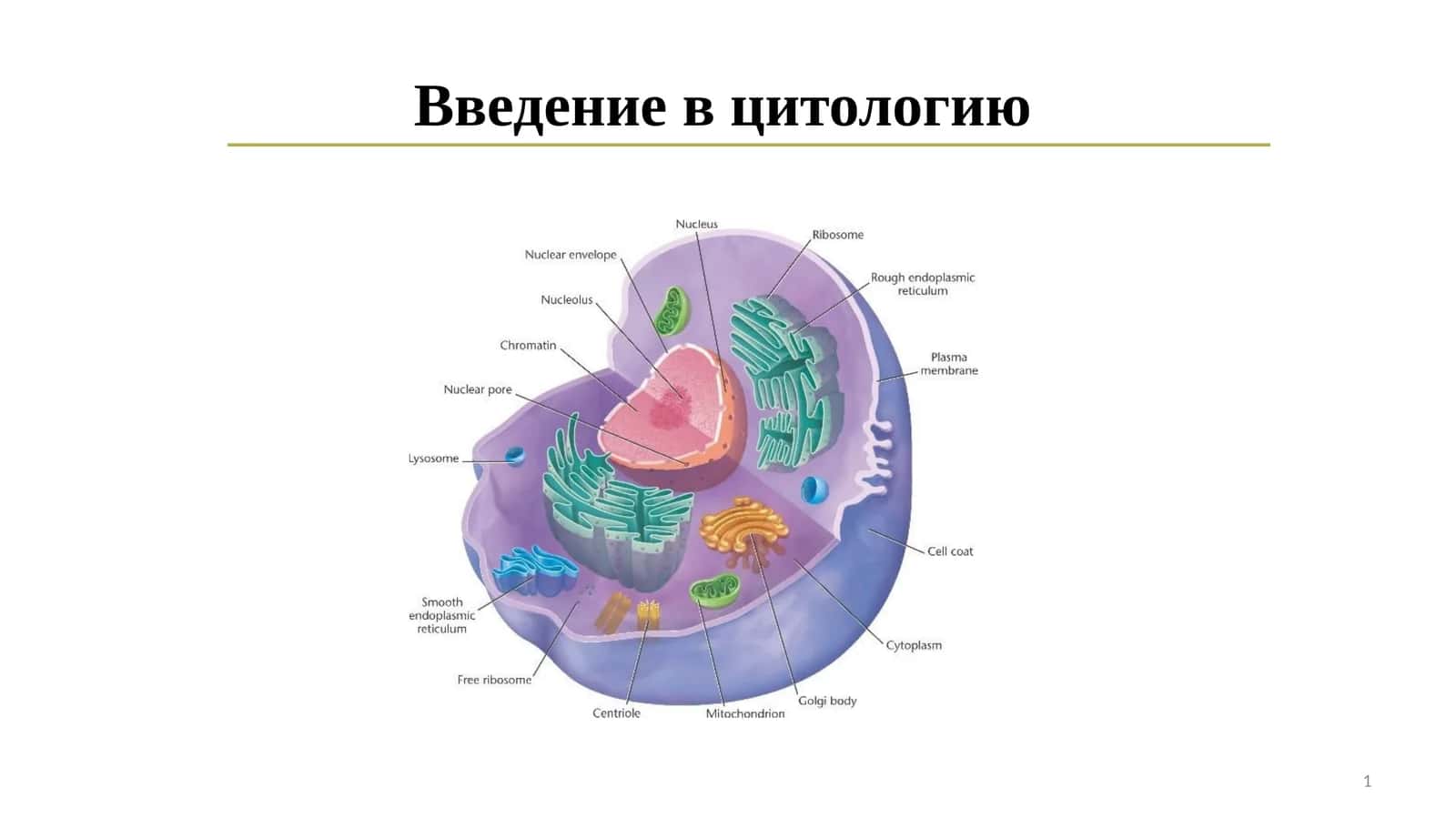 Введение в цитологию 1