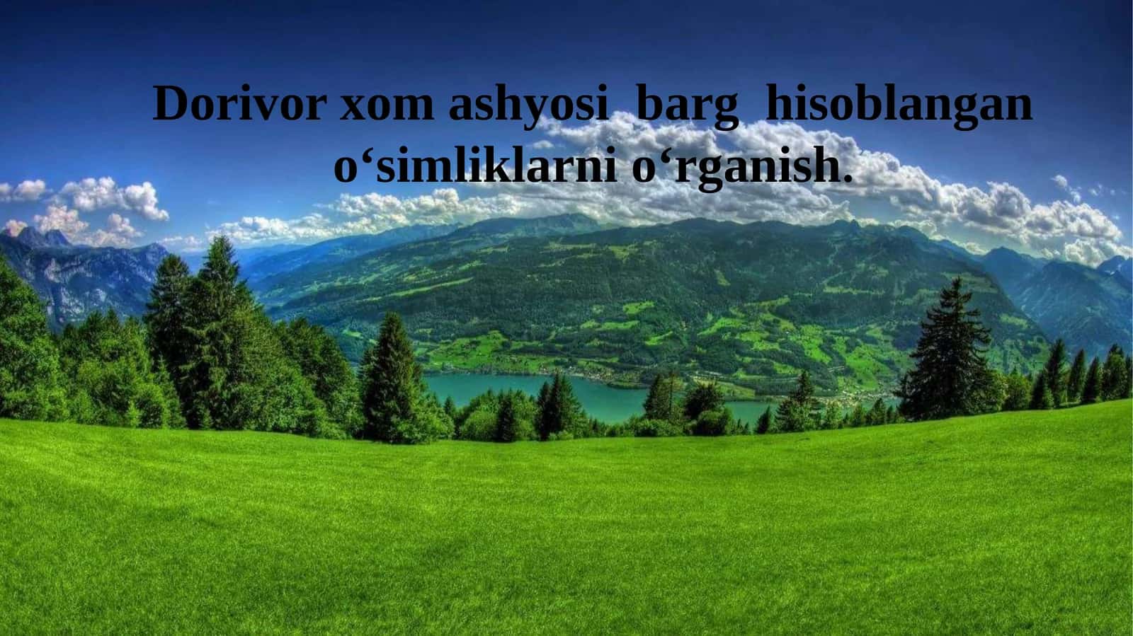 Dorivor xom ashyosi  barg  hisoblangan o‘simliklarni o‘rganish. 1