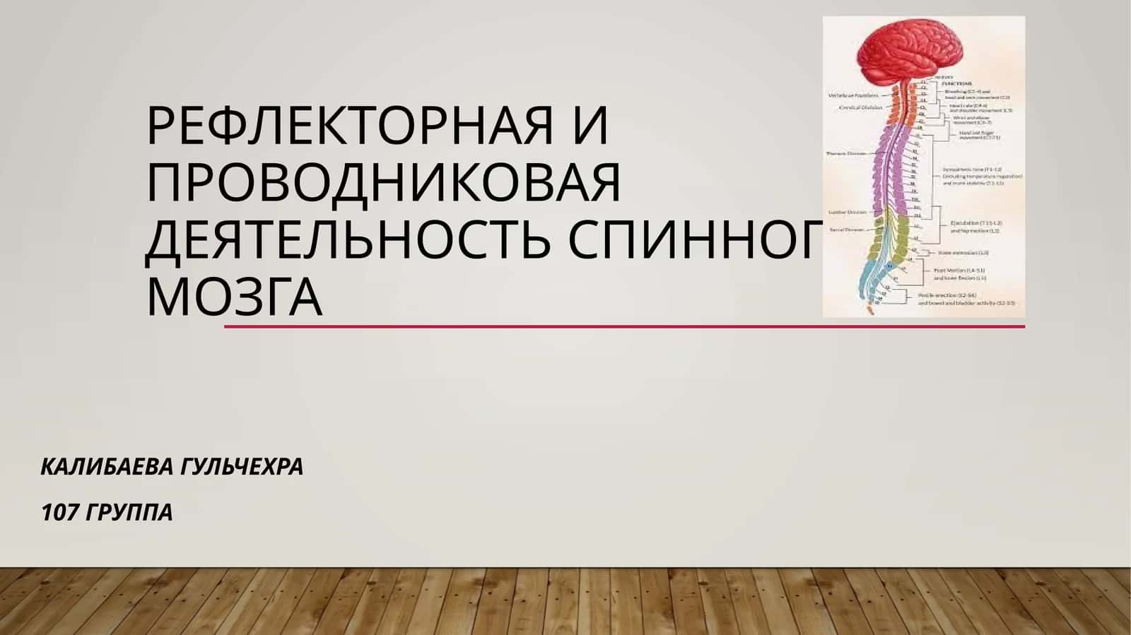 Рефлекторная и проводниковая деятельность спинного мозга 1