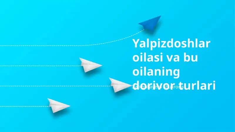 Yalpizdoshlar oilasi va bu oilaning dorivor turlari 1