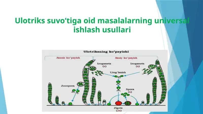 Ulotriks jinsiy ko‘payish texnologiyasi 1