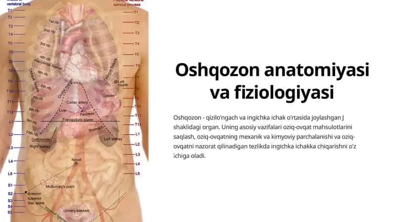 Oshqozon anatomiyasi va fiziologiyasi 1