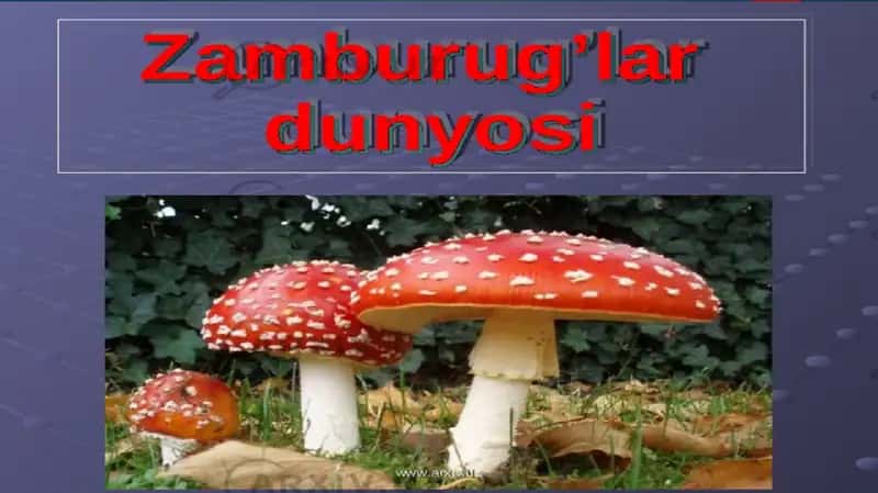 Zamburug‘larning tuzilishi 1