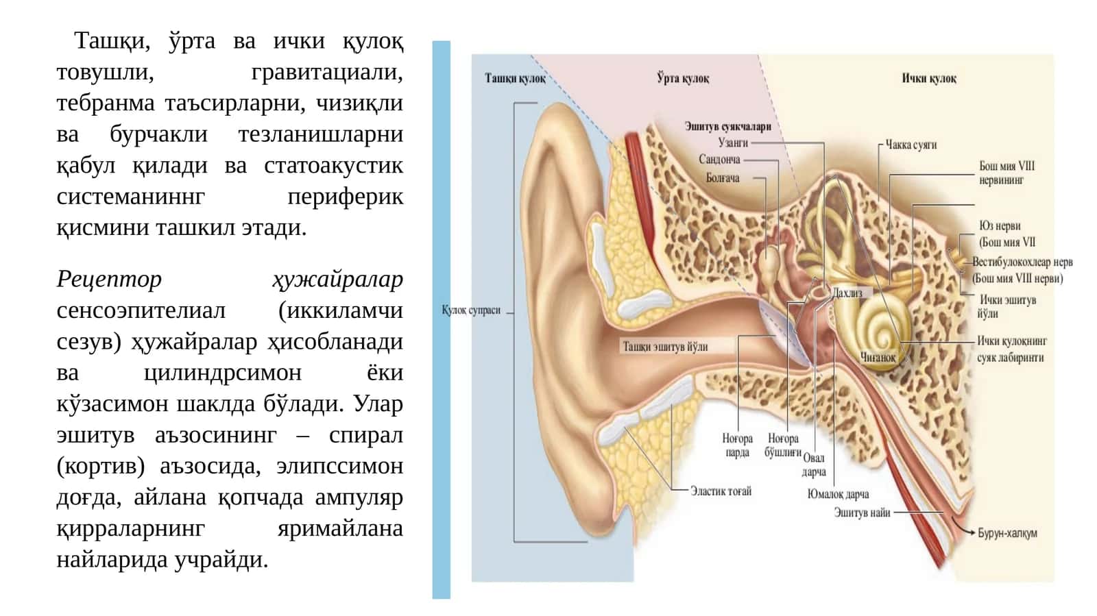 Ташқи, ўрта ва ички қулоқ 1