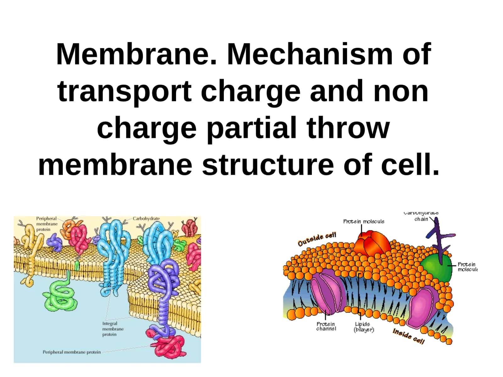 Membrane.Mechanism of transport charge and non charge partial throw membrane structure of cell 1