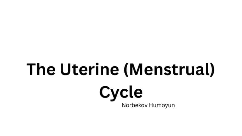 TheUterine (Menstrual) Cycle 1