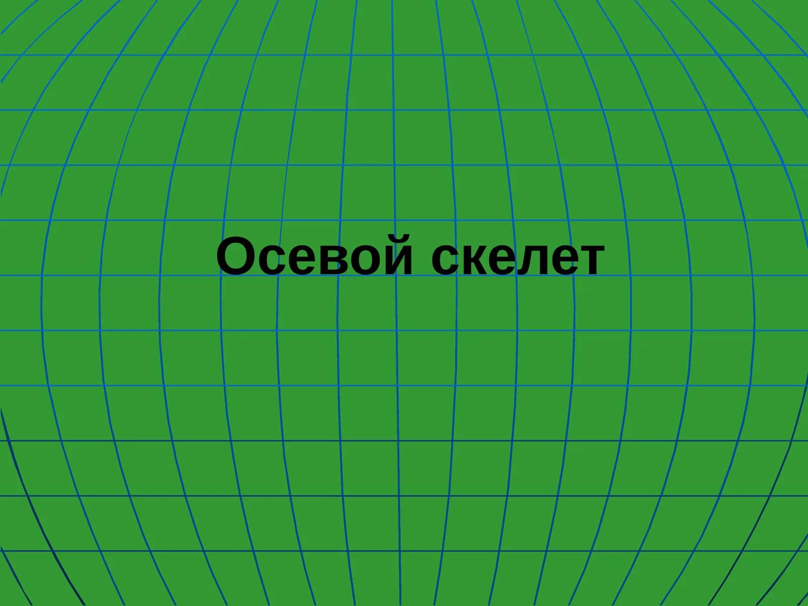 Осевой скелет 1