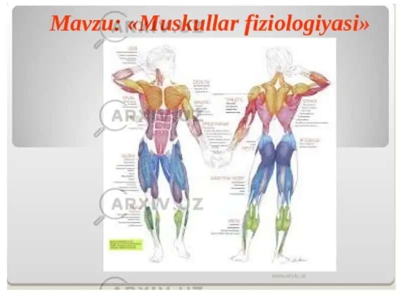 Muskul tuzilishlari 1