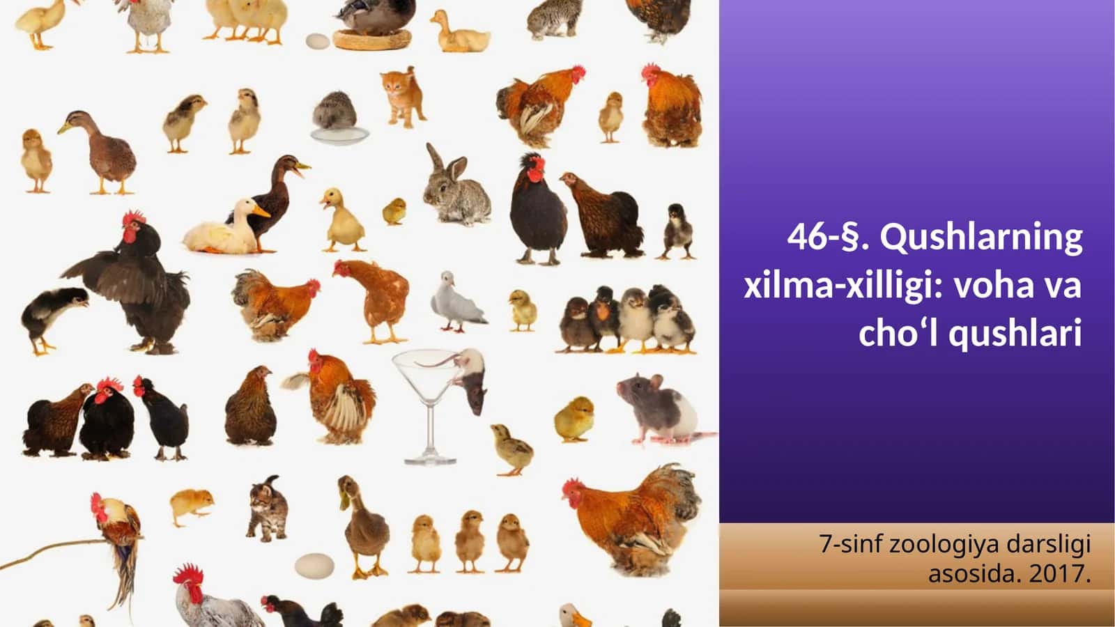 7-sinf Zoologiya 'Qushlarning xilma-xilligi voha va cho'l qushlari' ko'rgazma 1