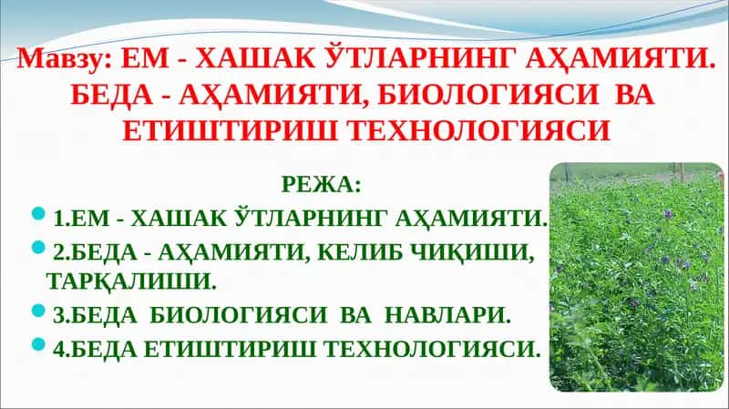Ем - Хашак ўтларнинг аҳамияти 1