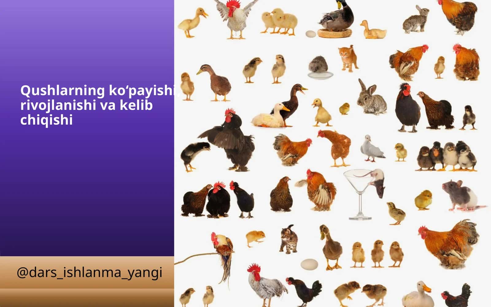 Qushlarning ko‘payishi, rivojlanishi va kelib chiqishi 1