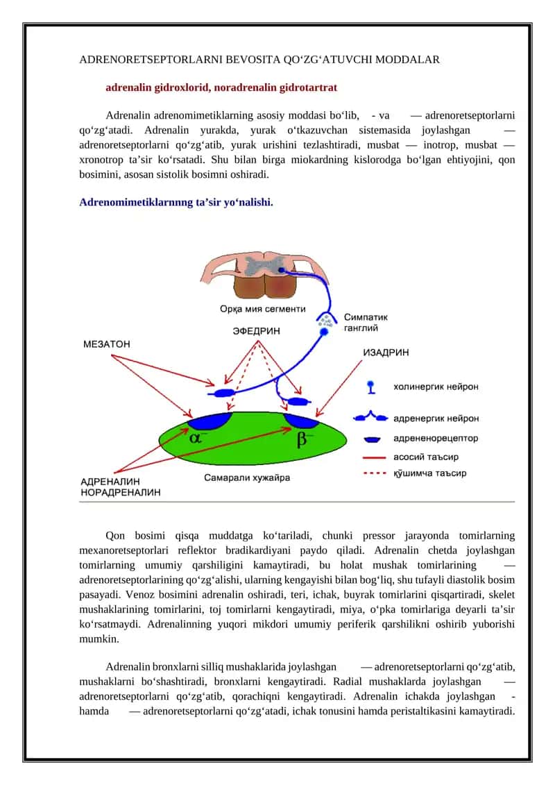 ADRENORETSEPTORLARNI BEVOSITA QО‘ZG‘ATUVCHI MODDALAR 1