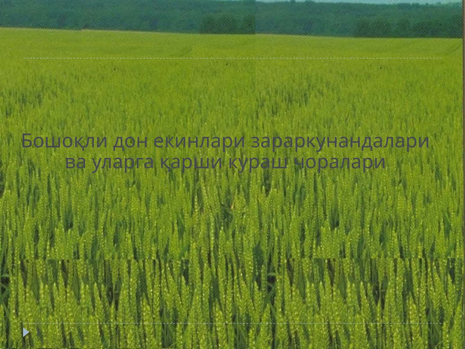 Бошоқли дон екинлари зараркунандалари ва уларга қарши кураш чоралари 1