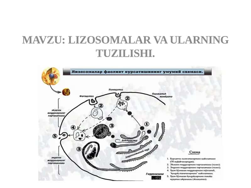 Lizosomalar va ulning tuzilishi 1