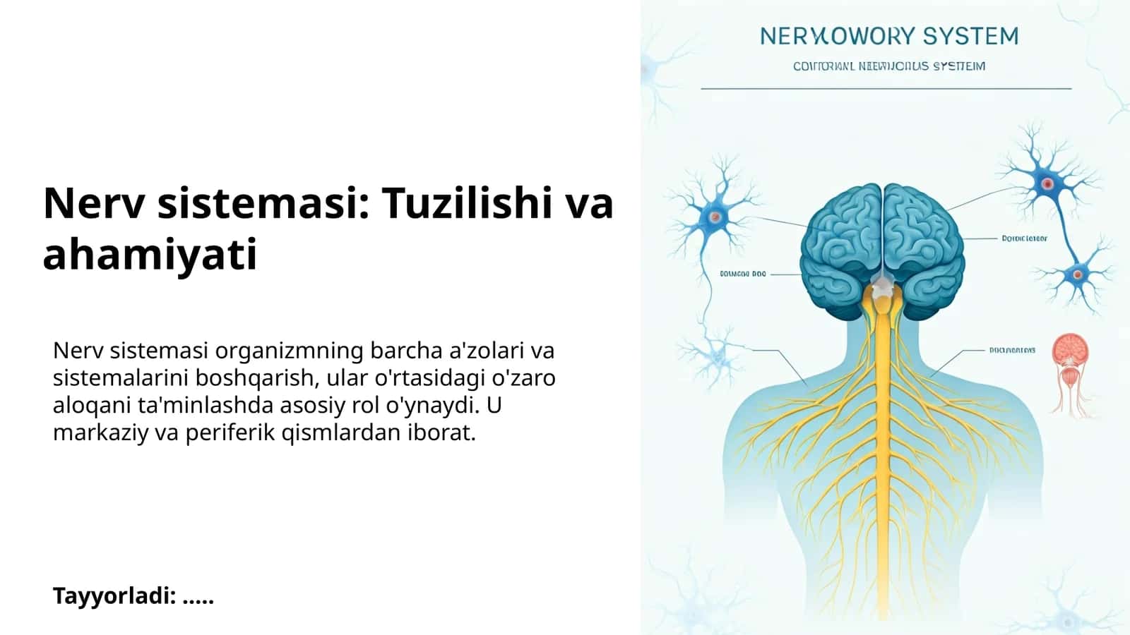 Nerv sistemasi: Tuzilishi va ahamiyati 1