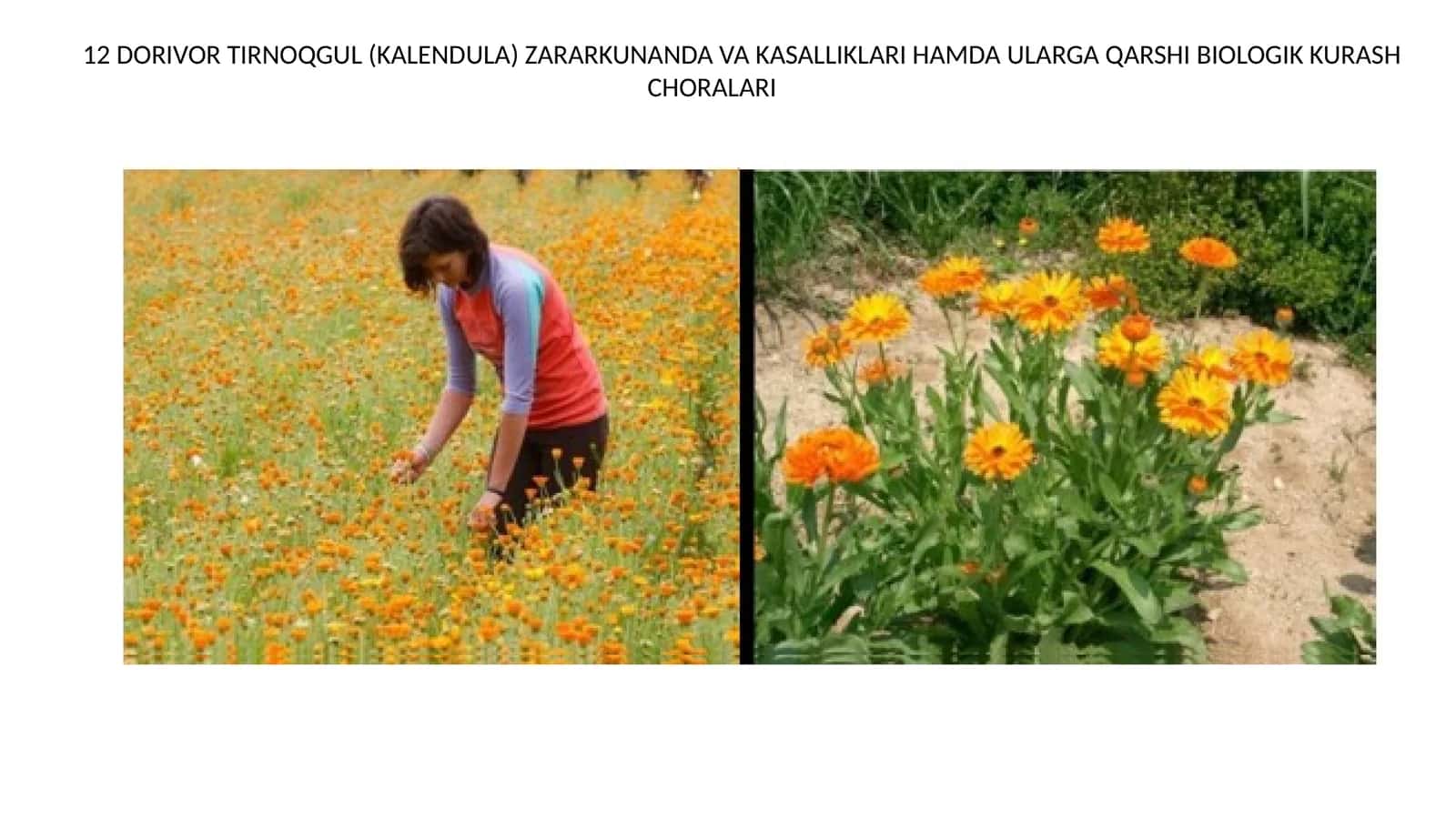 Dorivor tirnoqgul (kalendula) zararkunanda va kasalliklari hamda ularga qarshi biologik kurash choralari 1