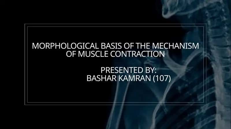 Structure Of Skeletal Muscle 1