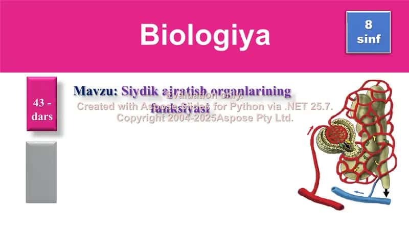 Siydik Ajratish Organlarining Funksiyasi 1